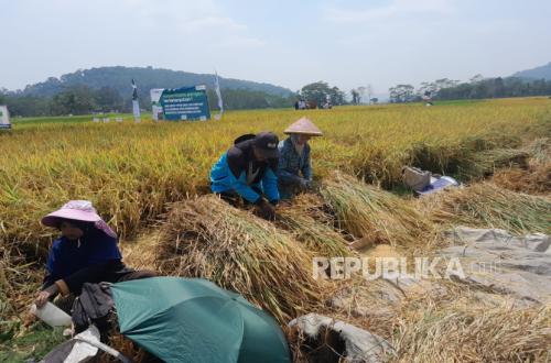 panen-padi_261001234408-844