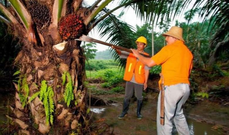 Solving Problems: PTPN IV PalmCo Serap 1,34 Juta Ton TBS Sawit Rakyat hingga Mei 2026