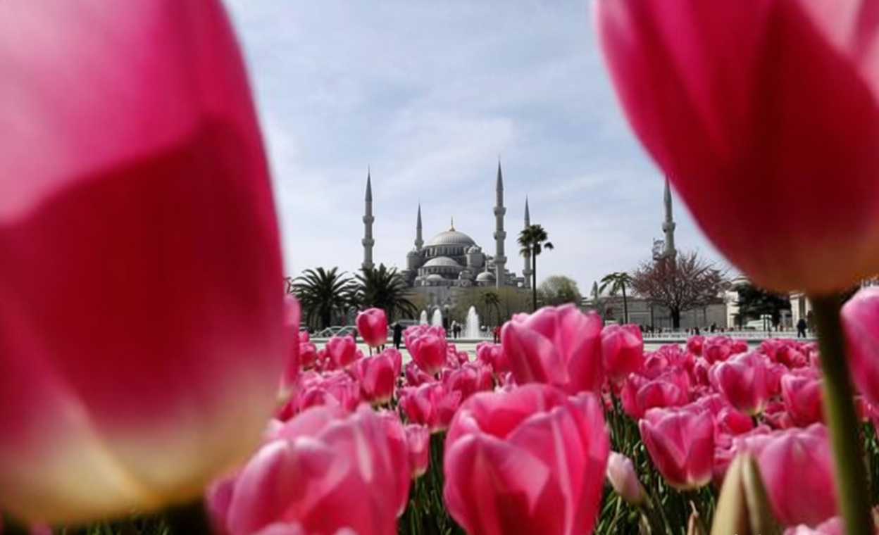 Main Agenda: Mengapa Bunga Tulip Menjamur di Turki dan Begitu Disucikan pada Masa Ottoman?