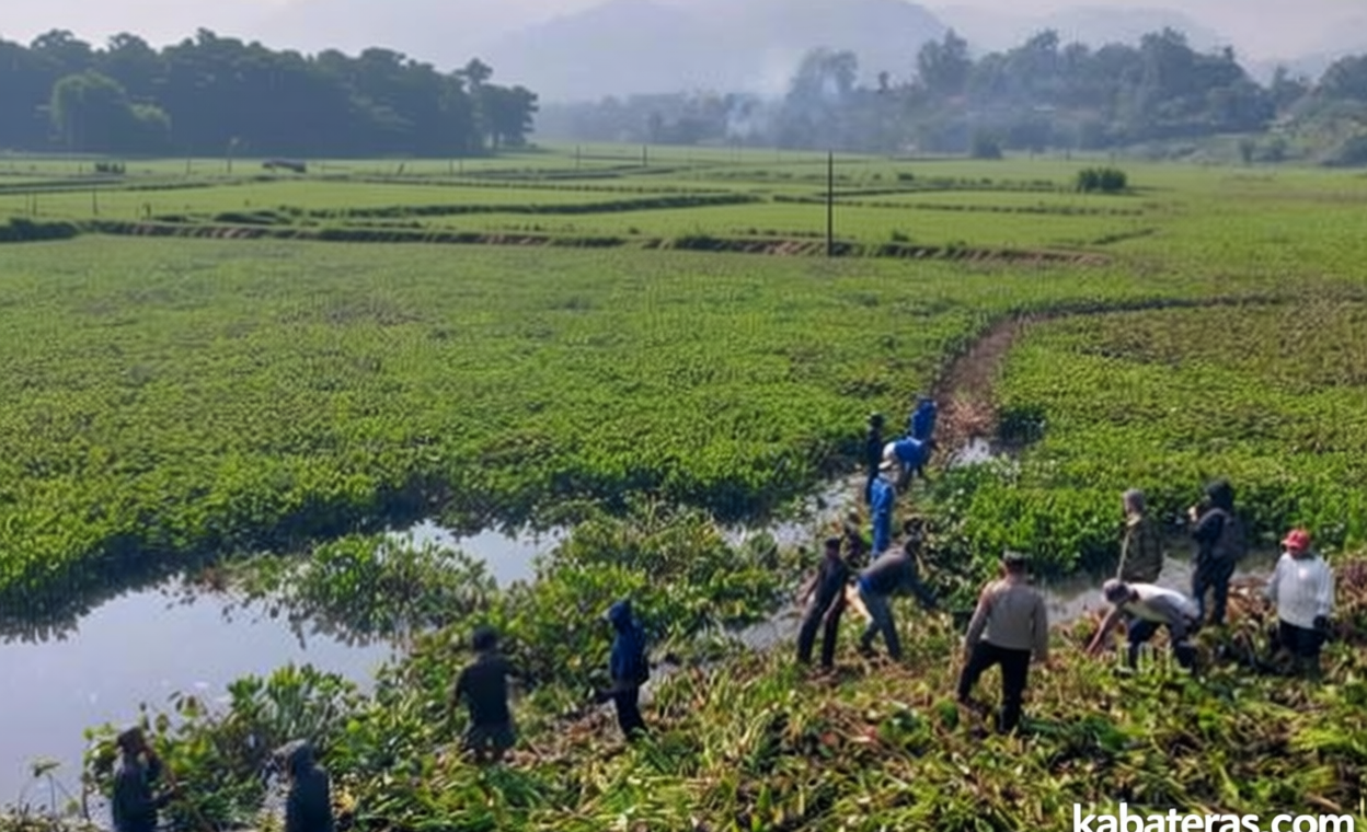 Hamparan Eceng Gondok yang Menutupi Waduk Saguling Mulai Dibersihkan