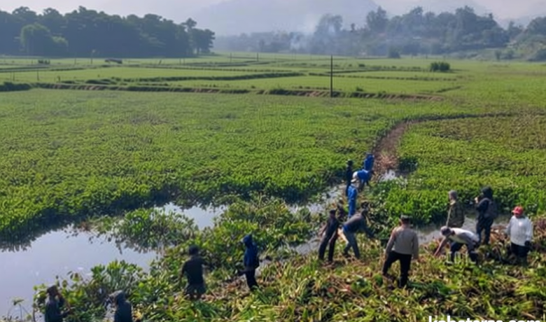 Hamparan Eceng Gondok yang Menutupi Waduk Saguling Mulai Dibersihkan