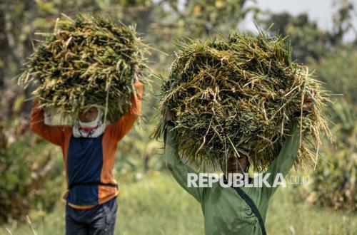 Key Strategy: Bank Mandiri Salurkan KUR Rp 17,77 Triliun, Sektor Pertanian Serap Dana Terbesar
