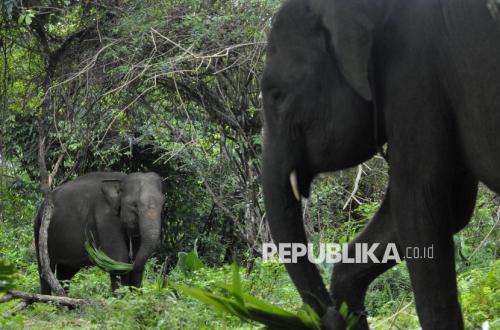 Main Agenda: IUCN Apresiasi Kebijakan Menhut Perkuat Konservasi Gajah Indonesia