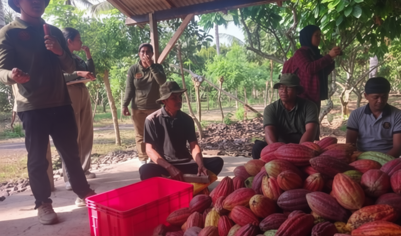 Sistem Koperasi Stabilkan Harga Kakao Petani Jembrana, Tembus Pasar Ekspor