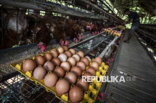 BGN Diminta Serap Ayam dan Telur Langsung dari Peternak