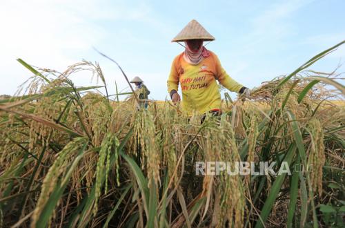 Latest Program: Bulog Indramayu Serap 156.000 Ton Gabah, Rekor Tertinggi Sepanjang Sejarah