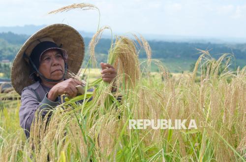 Topics Covered: Kampanye Diversifikasi Pangan