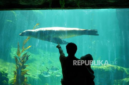 Latest Program: Marine Safari Bali Tawarkan Wisata Edukatif Selama Liburan Sekolah