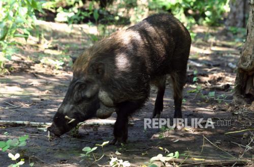 Dikira Kambing Masuk Rumah Ternyata Babi Hutan, Dua Warga Bandung Barat Digigit dan Diseruduk