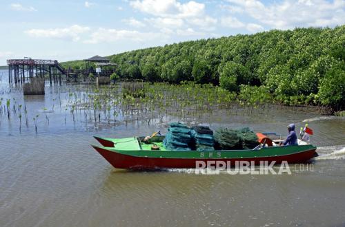 Ekonomi Karbon Buka Peluang Nilai Tambah dari Hutan dan Mangrove