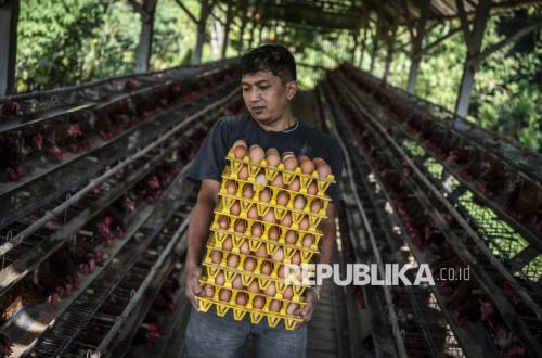Harusnya Dijual Rp30 Ribu per Kilogram, Harga Telur Saat Ini Dinilai Masih Rendah